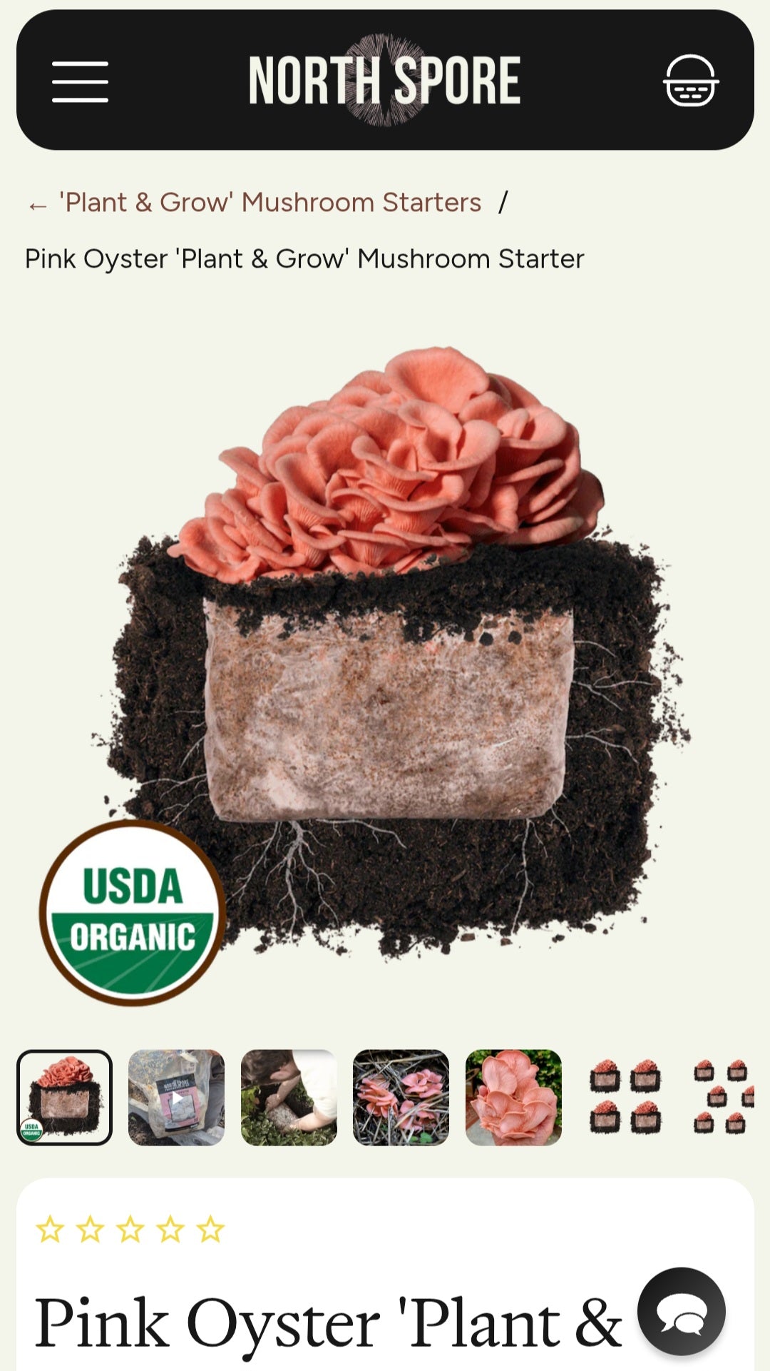Mushroom growing black 002( Pink oyster)outside