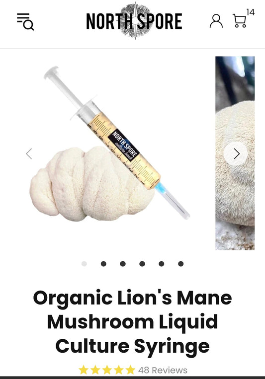Lions maine mushroom spors north spors